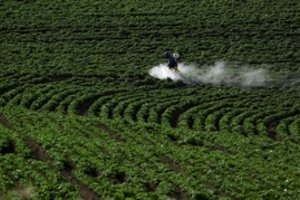 Šveicarai balsuoja referendume dėl sintetinių pesticidų uždraudimo