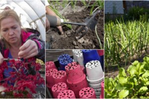 Primiršti, bet efektyvūs patarimai sodininkams – džiaugsitės nuolat tvarkinga aplinka ir geru derliumi
