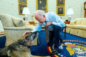 Nugaišo JAV prezidento šuo Čampas, šeimos mylimas draugas