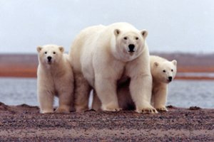 Arktyje – beveik rekordinė kaita: temperatūra pakilo iki 34 laipsnių