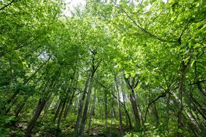 Naujoje ES miškų strategijoje – senųjų miškų apsauga ir 3 mlrd. naujų medžių