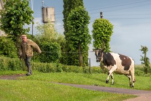 Įsigijusi sodybą Utenos rajone miestiečių pora tikėjosi ramybės, bet ją drumsčia kaimynų karvės – dėl jų užvirė kova teismuose