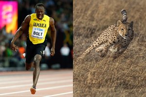 Garsiausius visų laikų olimpiečius palygino su laukiniais gyvūnais: rekordai kristų vienas po kito