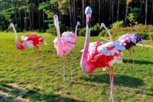 Palangoje nutūpę rožiniai flamingai neša ypatingą žinutę visiems