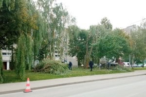 Kėdainiuose pjaunami medžiai supykdė gyventojus: seniūnija turi atsaką