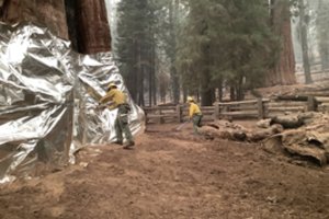 Ugniagesiai lenktyniauja su ugnimi: bando išgelbėti didžiausią pasaulio medį