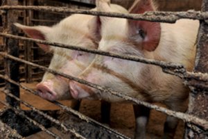 Prisikiaulino: už šiurkščius pažeidimus atleistas valstybinės įmonės „Kiaulių veislininkystės“ vadovas