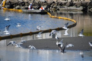 Dėl išsiliejusios naftos Kalifornijoje uždaromi paplūdimiai: jau pranešama apie žuvusius gyvūnus