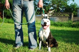 Zoofilijos skandalas Lenkijoje: šunį prievartavusį vyrą ištiko širdies smūgis, šuns savininkas – nuteistas kalėti
