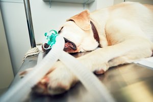 Labradorė Rovena netikėtai ėmė merdėti: veterinarai įspėjo apie simptomus, kurių galima nepastebėti