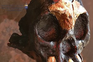 Senovės vaiko kaukolė gali žymėti momentą, kada „žmonės atsiskyrė nuo gyvūnų“