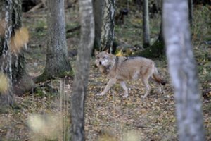 Ištyrė, kiek vilkų šeimų gyvena Lietuvoje: yra ženklų, kad populiacija netrukus didės