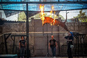 Džiugi žinia gyvūnų teisių aktyvistams: Prancūzija uždraudė laukinių gyvūnų pasirodymus cirkuose