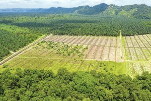 Brazilijos atogrąžų miškų naikinimas pasiekė rekordinius mastus