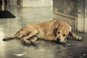 Dėl COVID-19 namus dezinfekuoti atvykę darbuotojai žiauriai užmušė savininkų šunį