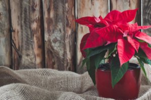 Du patarimai, kad Kalėdų žvaigždė sulauktų švenčių vaiski ir raudona