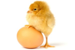 Tai kas atsirado anksčiau: višta ar kiaušinis? Atsakymas sudėtingesnis, nei dauguma pagalvotų