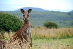 Ar tiesa, kad kengūros vandenyje skandina savo priešus?