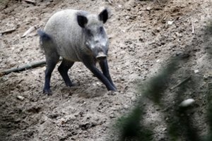 Šiaurės Italijoje aptiktas afrikinio kiaulių maro atvejis