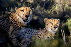 Irane beliko vos 12 laukinėje gamtoje gyvenančių azijinių gepardų
