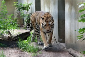 Malaizijoje tigras mirtinai sužalojo vietos gyventoją