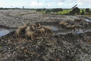 Specialistai įspėja dėl dramblių nykimo: ieškodami maisto jie nugaišta prisiėdę plastiko