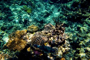 Nepaprastas atradimas: prie Taičio krantų aptiktas milžiniškas koralinis rifas