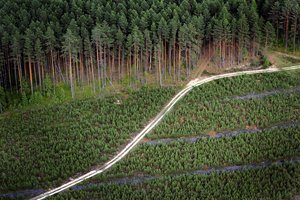 Naujiems miškams veisti šiemet bus skirta 1,3 mln. eurų