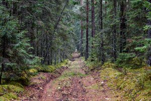 Žinia žemės turėtojams: ragina apžiūrėti savo miškus 
