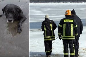 Nuo skardžio nuslydęs šuo įlūžo į vandens telkinį ir ėmė skęsti: ugniagesiai atlėkė per 13 minučių