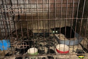 Šokiruojančiomis sąlygomis 40 gyvūnų Marijampolėje laikęs ir juos kankinęs daugintojas bauda neatsipirko
