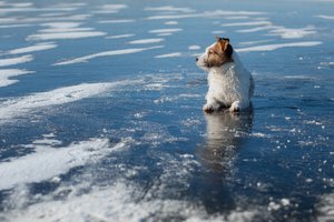 Rokiškio rajone į upę įlūžusį šunelį šeimininkai baiminosi gelbėti patys