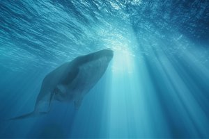 Islandija planuoja nuo 2024 metų nebemedžioti banginių 