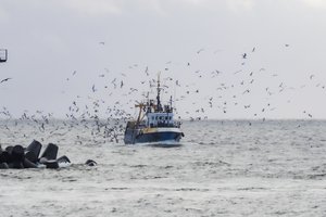 Pradėtas tyrimas dėl vandenyne pamestų negyvų žuvų: ant laivo – Lietuvos vėliava