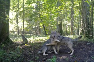 Specialistai kritikuoja vilkų medžioklės būdus: vilkų populiaciją reguliuoti reikia, bet ne taip, kaip tai daroma dabar