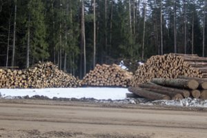 Už neteisėtai iškirstą miško plotą asmeniui gresia susimokėti beveik 20 tūkst. eurų