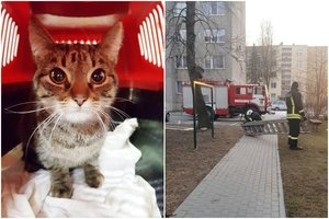 Parą medyje įstrigusios katytės gelbėti skubėję ugniagesiai paaiškino, kada jie atvyksta, o kada – ne