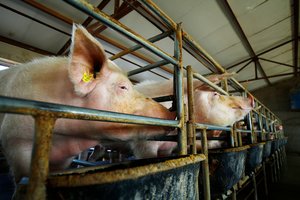 Kiaulių augintojai spaudžia ministeriją dėl vėluojančios paramos: „Situacija dramatiška“