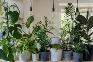 Manote, kad jūsų namuose kambariniams augalams kažkas nepatinka?  5 taisyklės – ir viskas susitvarkys