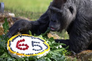 Seniausia pasaulyje gorila švenčia 65 metų sukaktį