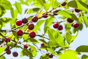 Vyšnių ir trešnių derlių naikinančių muselių galima išvengti: patarė, koks būdas saugiausias