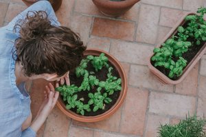Pats lengviausias būdas pradėti auginti dažoves savo namuose: pasiseka visiems