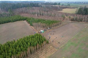 Lietuvos miškuose pasodinta 2 mln. naujų medžių