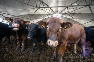 Visoje Lietuvoje tėra viena vieta, kurioje gyvuliai laikomi tokiomis sąlygomis: tam ūkininkas išleido daugiau nei pusę milijono eurų