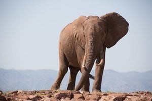 Lietuvė keliautoja apie kelionę į Afriką: didingiausius gyvūnus pavyko stebėti iš arti