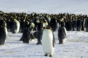Nerimą kelianti žinia: imperatoriškieji pingvinai gali išnykti per ateinančius 40 metų