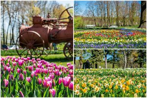 Mažoji Olandija Lietuvoje – Pakruojo dvaras skendi pavasario gėlėse