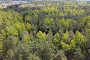 Rekordines pajamas gavusi Valstybinių miškų urėdija išmokėjo 21 mln. eurų dividendų
