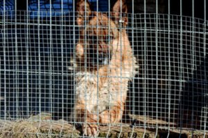 Atostogauti išvykęs žemaitis voljere paliko šunį be maisto ir vandens: dėl gyvūno susirūpino kaimynai