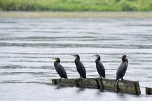 Gamtos „inžinieriai“ kormoranai – supami mitų ir nepelnytai kaltinami